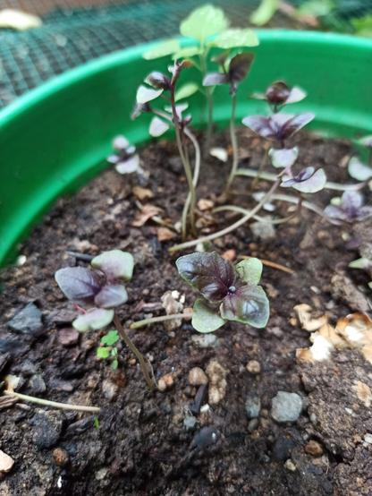 #purplebasil