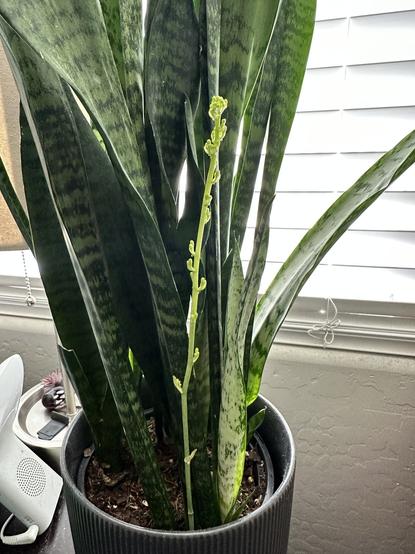 Sansevieria plant (snake plant) in a pot on a table by a bed with lots of deep green leaves. Some newer leaves that are lighter in color. A thin stem with little green flower blossoms about ten inches tall.