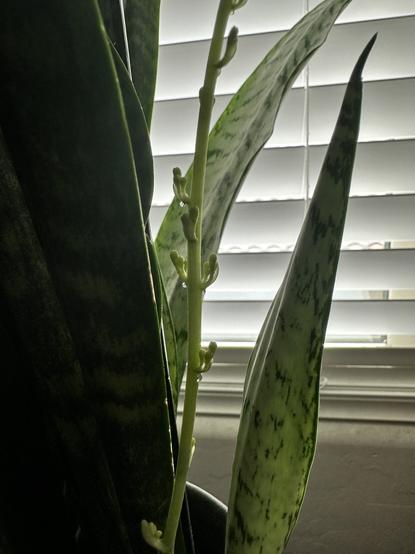 Sansevieria plant (snake plant) in a pot on a table by a bed with lots of deep green leaves. Some newer leaves that are lighter in color. A thin stem with little green flower blossoms about ten inches tall.