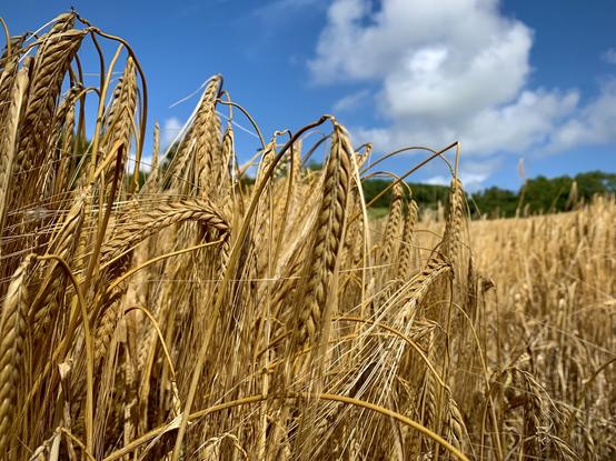 Barley field