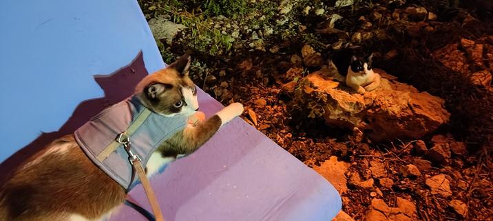 My kitty Chimi using a harness and laying down on a bench while another kitten is doing the same on a rock nearby.