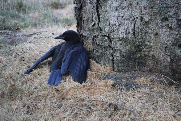 #americancrow #anting , the ant nest is at the base/bark of the tree, it spent ~ 5 minutes or so eating some of the ants as well, so while all of anting's uses have not yet been confirmed, this reminded me of this pubmed paper showing that bluejays use it to get rid of the ant's defensive spray. https://pubmed.ncbi.nlm.nih.gov/19169379/