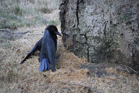 #americancrow #anting , the ant nest is at the base/bark of the tree, it spent ~ 5 minutes or so eating some of the ants as well, so while all of anting's uses have not yet been confirmed, this reminded me of this pubmed paper showing that bluejays use it to get rid of the ant's defensive spray. https://pubmed.ncbi.nlm.nih.gov/19169379/