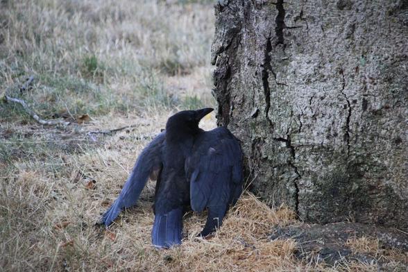 #americancrow #anting , the ant nest is at the base/bark of the tree, it spent ~ 5 minutes or so eating some of the ants as well, so while all of anting's uses have not yet been confirmed, this reminded me of this pubmed paper showing that bluejays use it to get rid of the ant's defensive spray. https://pubmed.ncbi.nlm.nih.gov/19169379/