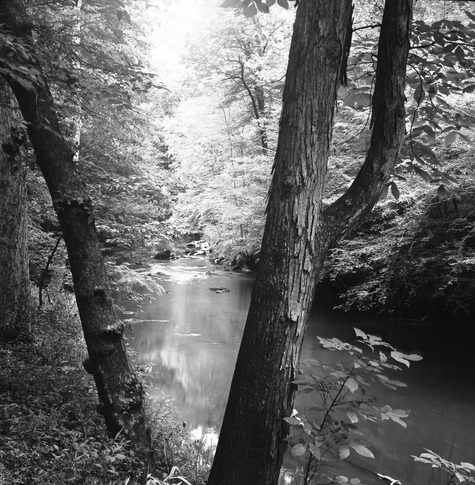 Trees with river and sunlight