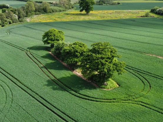 a drone view of several trees in the middle of a field, crops growing around them, the 'tram lines' from the tractor creating a ring around them, in afternoon summer sunshine
