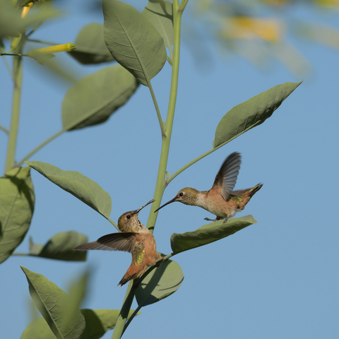 Two Allen’s hummingbirds facing each other in an aggressive confrontation on a green plant
