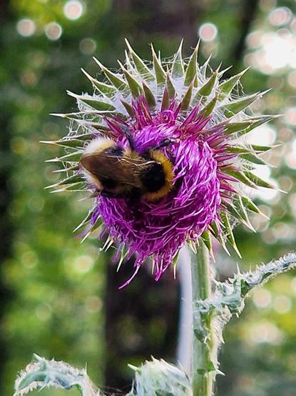 Carduus nutans Blüte mit Hummel