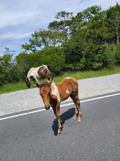 Photograph of two horses on a road. One is darker brown with white patches and eating grass. The other is lighter brown with white patches and facing the camera. The closer horse is a young horse.