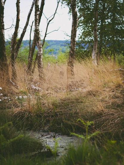 Dead trees in a bog with peat water in the front and a forest hill in the back.