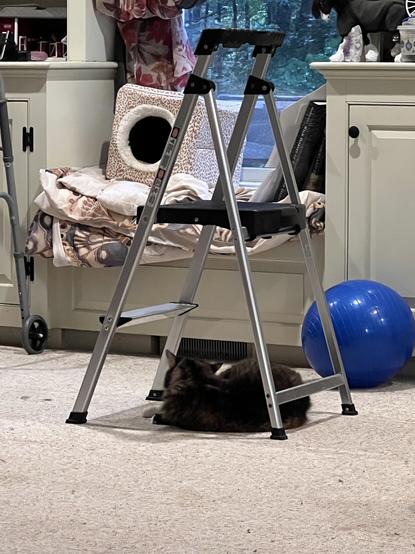 Pepper cleans herself while curled under a small stepladder.