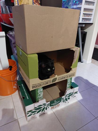 Black cat Yaya chilling in a stack of Costco boxes