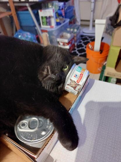 Black cat Yaya laying in a flat of canned food with a can on her head like a hat