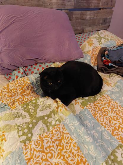 Black cat Hoagie curled up on a quilt