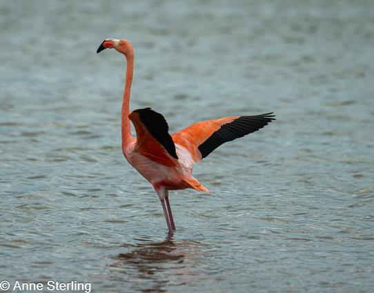 Flamingo wing flapping