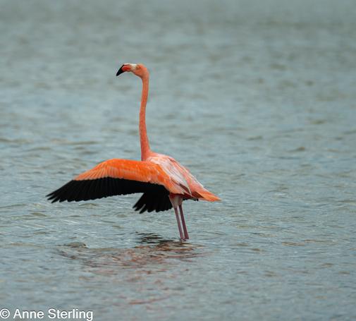 Flamingo wing flapping