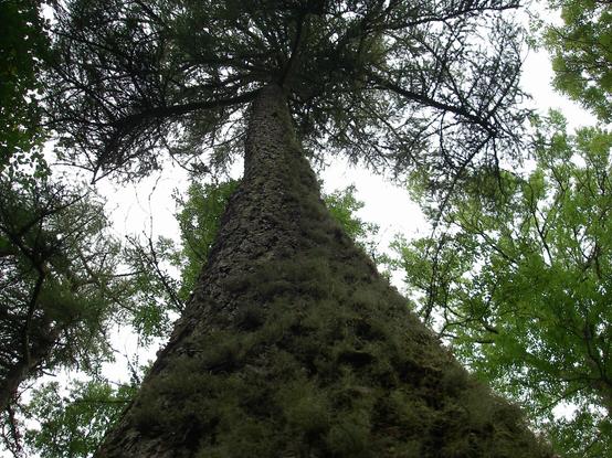 Looking from ground level up the broad moss-covered tall trunk of a Scots pine to its upper branches. The sky above is grey overcast.