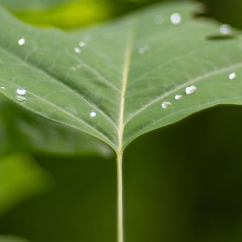 A close up photograph of a green leaf. The stem reaches halfway up the frame and the leaf's tip is facing away from the camera. There are a spattering of raindrops on top of the leaf
