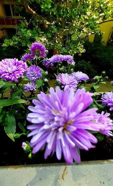 lila Blumen im Balkonkasten vor grüner Kulisse