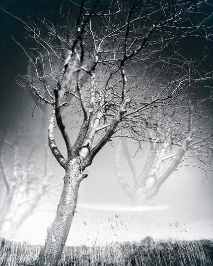 A multipe exposure b/w lens effect with Hipstamatic applied on a tree in Schleswig-Holstein, Germany.
