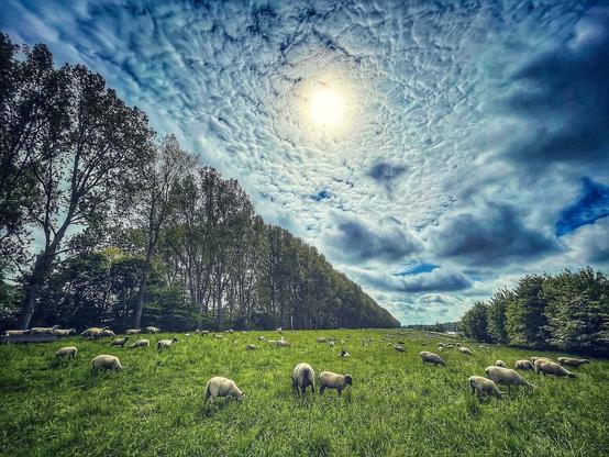 A flock of sheep graze on lush greens beneath a sky with an interesting cloud formation.