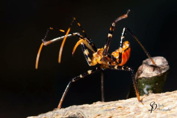 Assassin bugs use their proboscis to impale prey (insects and spiders) and inject powerful saliva that turns the prey's body contents to liquid. The bug then sucks up the juices through the proboscis, which acts like a straw.
 
Assassin bugs sometimes bite humans when provoked, for example when they become entangled in clothing. When they bite their saliva causes intense pain, but the effects are usually localised and temporary.
 
There are more than 300 species of Australian assassin bugs in the Family Reduviidae. All of our species are predators with elongated heads and a curved rostrum beneath. The prey is impaled on the bug's rostrum and killed by digestive enzymes that liquefy the body tissues. The same enzymes cause intense local pain when humans are bitten. (Source: Queensland Museum)