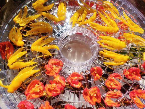 A view from above of a round food dehydrator looking onto the transparent plastic circular grill the bright yellow Lemon Drop, red Carolina Reaper and habanero chills in sectors. Below another layer also has Jamaican Hot Chocolate habaneros.
