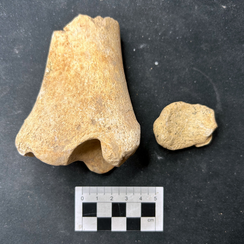 A partial distal tibia and a pisiform bone from horses, found in Killuragh cave, Co. Limerick Ireland. A scale bar is seen at the bottom.