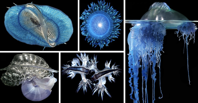 Beautiful images of marine animals (such as floating barnacles, snails, nudibranchs, and cnidarians) that live on the ocean surface