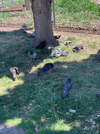 A group of pidgins in the dabbled shade and grass. A tree and chain link fence are in the background.