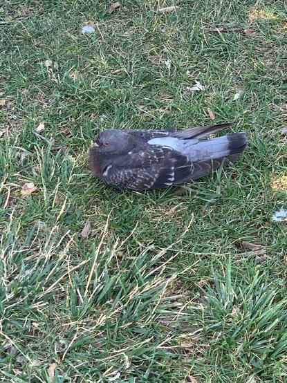 Close up of a squatting dark grey and light grey pigeon on in the grass.