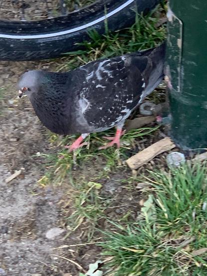 Close show of a grounded pigeon on the grass with a bike tire and sign post for framing.