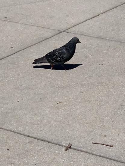Dark pigeon on a sidewalk in the sun.