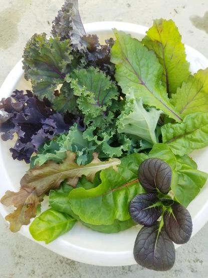Red Russian kale, curly kale, red lettuce, butter lettuce, purple bok choy & swiss chard - harvested from my food garden today.
