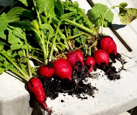 Freshly dug up red radishes.
