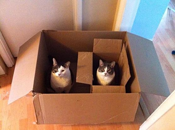 one black and white cat sitting in a small box inside bigger box also with a black and white cat sitting in it.