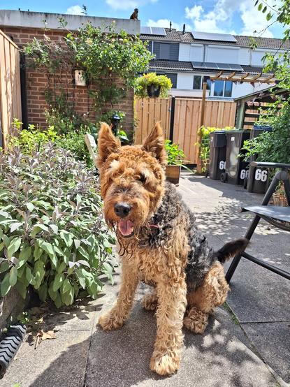 A Airedale terrier sits outside looking in the camera.