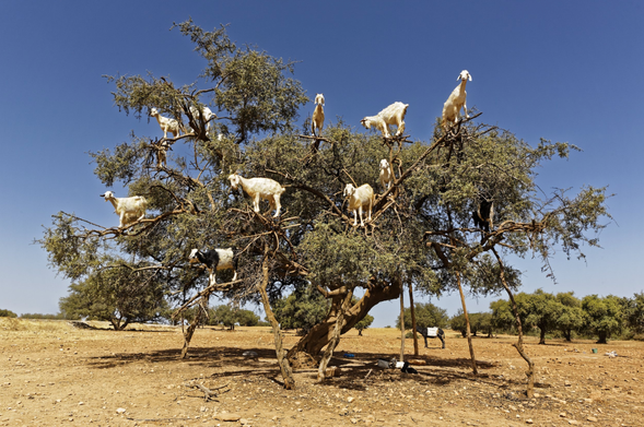 A dozen goats stand on nearly every single sturdy branch of a low tree.