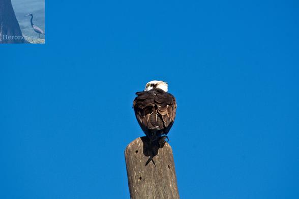 An outdoor, daytime photograph of an American Osprey, a bird of prey with brown feathers on its body and white feathers on its head, perched on top of a wooden pole.