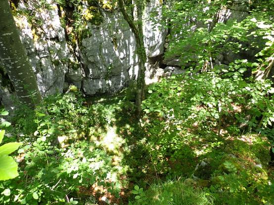 Photo d'une grotte effondrée en forêt de hêtre