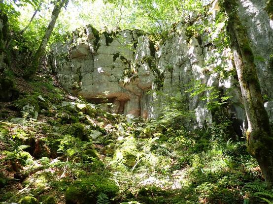 Photo d'une grotte effondrée en forêt de hêtre, vue d'en bas