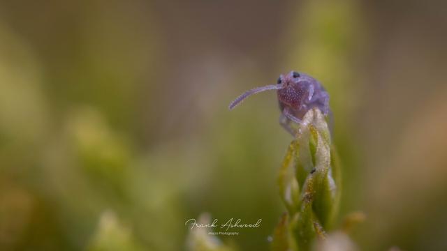 A photograph of a small, purple springtail sitting at the top of a clump of moss leaves.