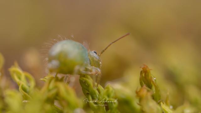 A photograph of a large, round-bodied green springtail sitting on a clump of moss leaves.
