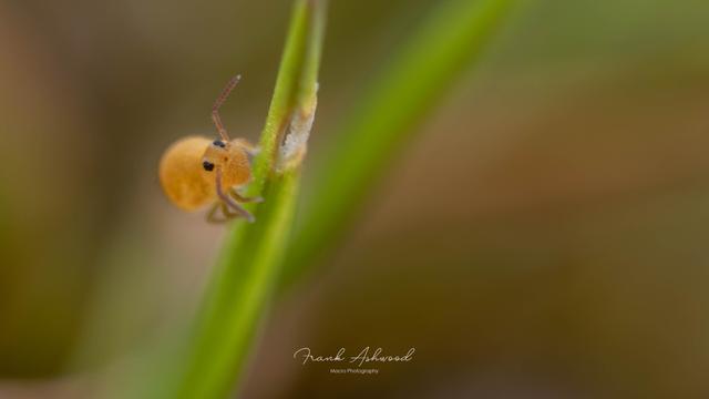 A photograph of a small, yellow springtail sitting halfway up a grass stalk.