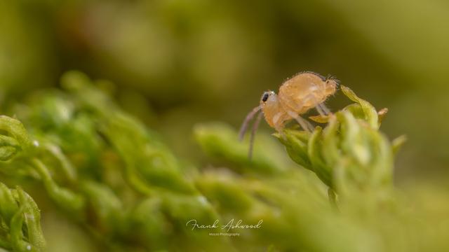 A photograph of a small, yellow springtail sitting at the top of a clump of moss leaves.