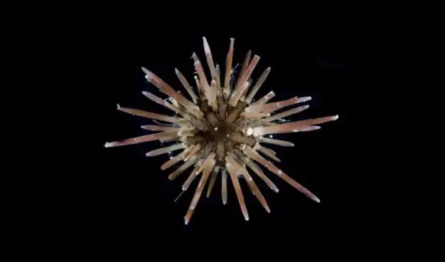 Sea urchin with thick spines