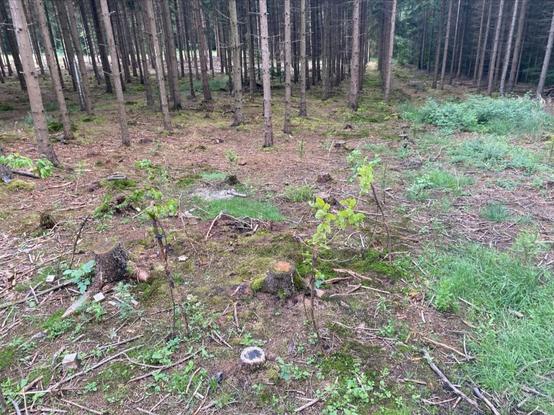 Im Vordergrund Hainbuchensetzlinge auf einer zuvor gerodeten Fläche, im Hintergrund eine Monokultur