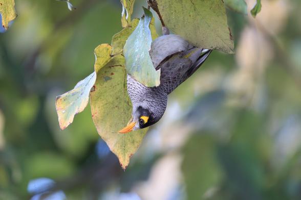 A grey bird hanging upside down from some large leaves. The bird has a black face, with yellow eye patch and beak.