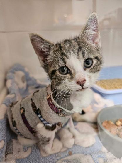 A tabby kitten wearing a body sock to keep him warm having been shaved to assess injuries