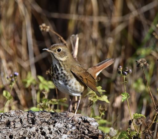 Hermit Thrush is a small bird which has a medium brown back with a reddish tail and wing edges. Underside is white with dark brown spots on its neck and chest. Bird is perched on a gray log with green and brown weeds in the background.